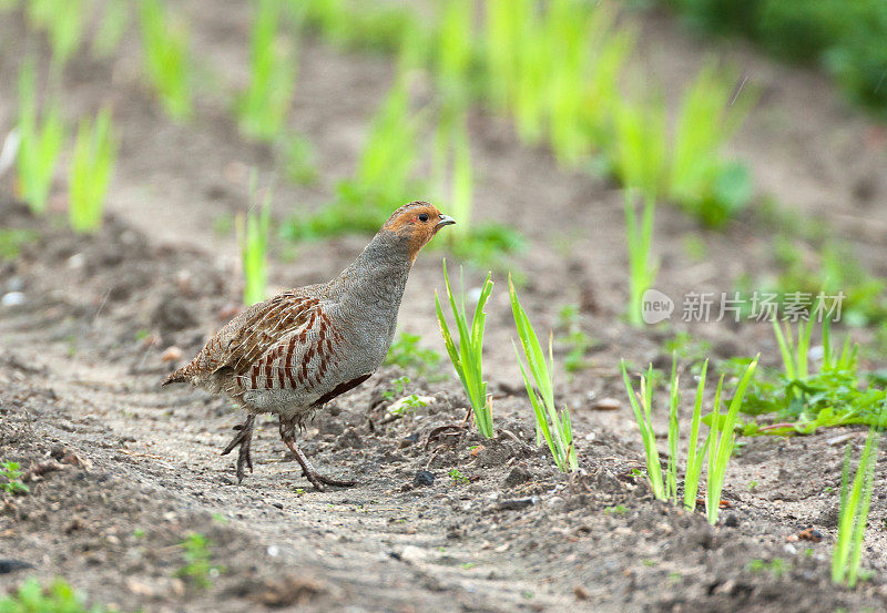 灰鹧鸪(Perdix perd)